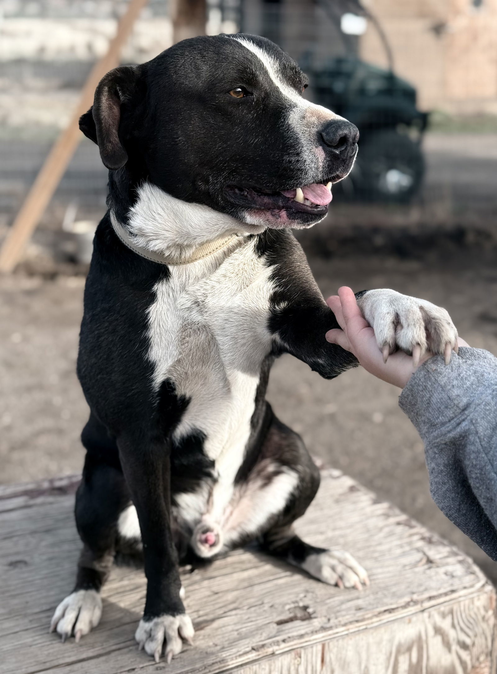 Kylo, an adoptable Labrador Retriever, American Bulldog in Yreka, CA, 96097 | Photo Image 3