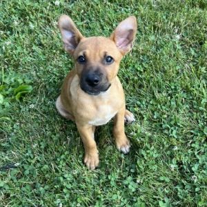NY Cobb (Foster in Mahopac) Black Mouth Cur Dog