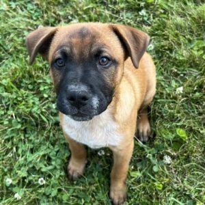 NY Chowder (Foster in Mahopac) Black Mouth Cur Dog