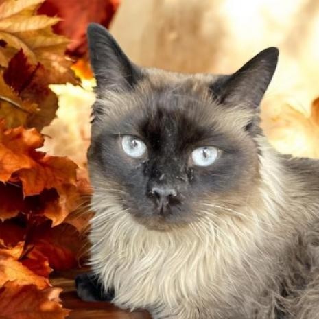 Luca, an adoptable Domestic Long Hair, Himalayan in Hemet, CA, 92543 | Photo Image 1