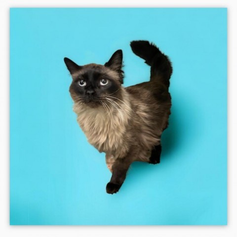 Luca, an adoptable Domestic Long Hair, Himalayan in Hemet, CA, 92543 | Photo Image 2