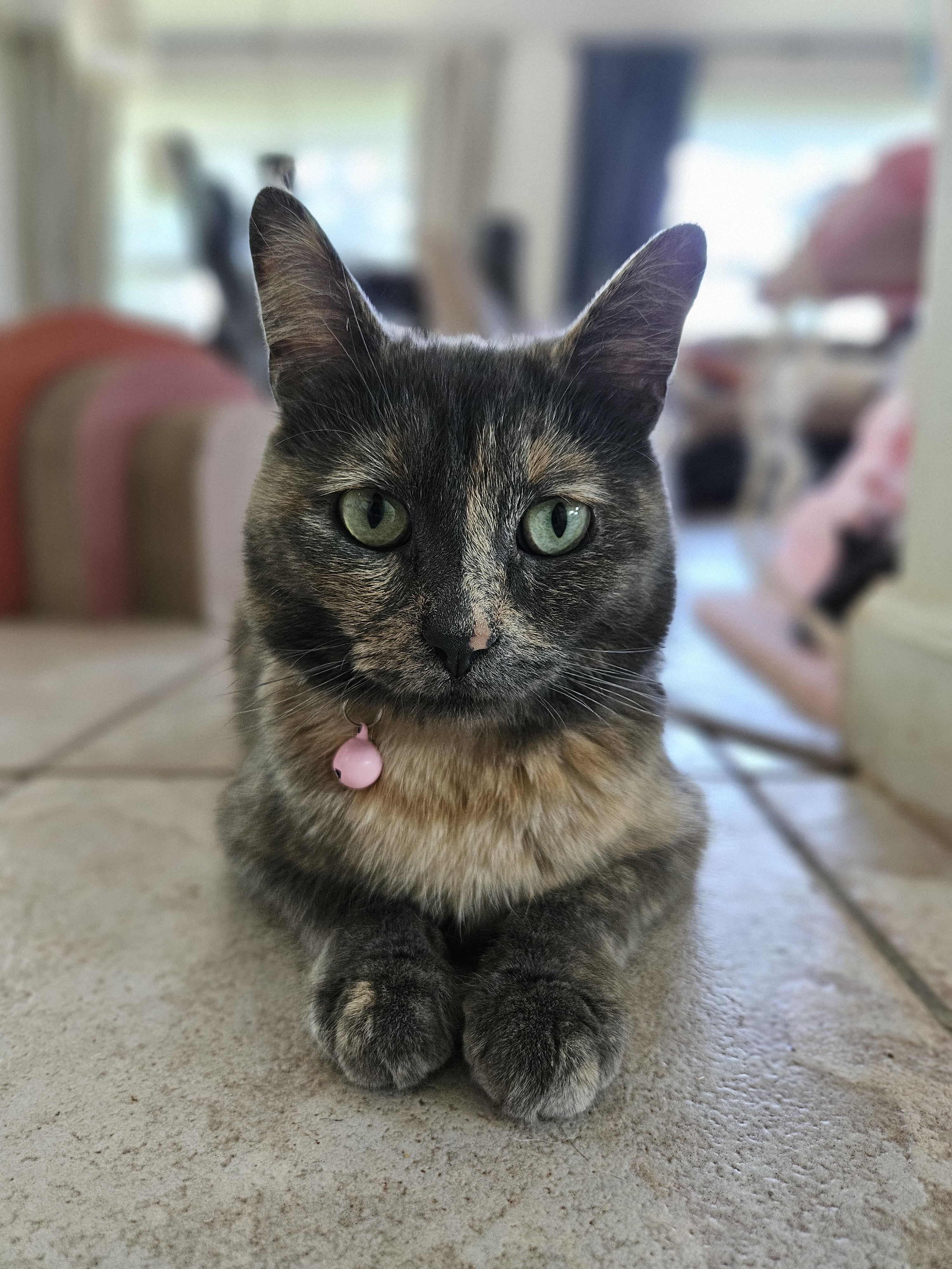 Misty, an adoptable Domestic Short Hair in Twin Falls, ID, 83301 | Photo Image 2