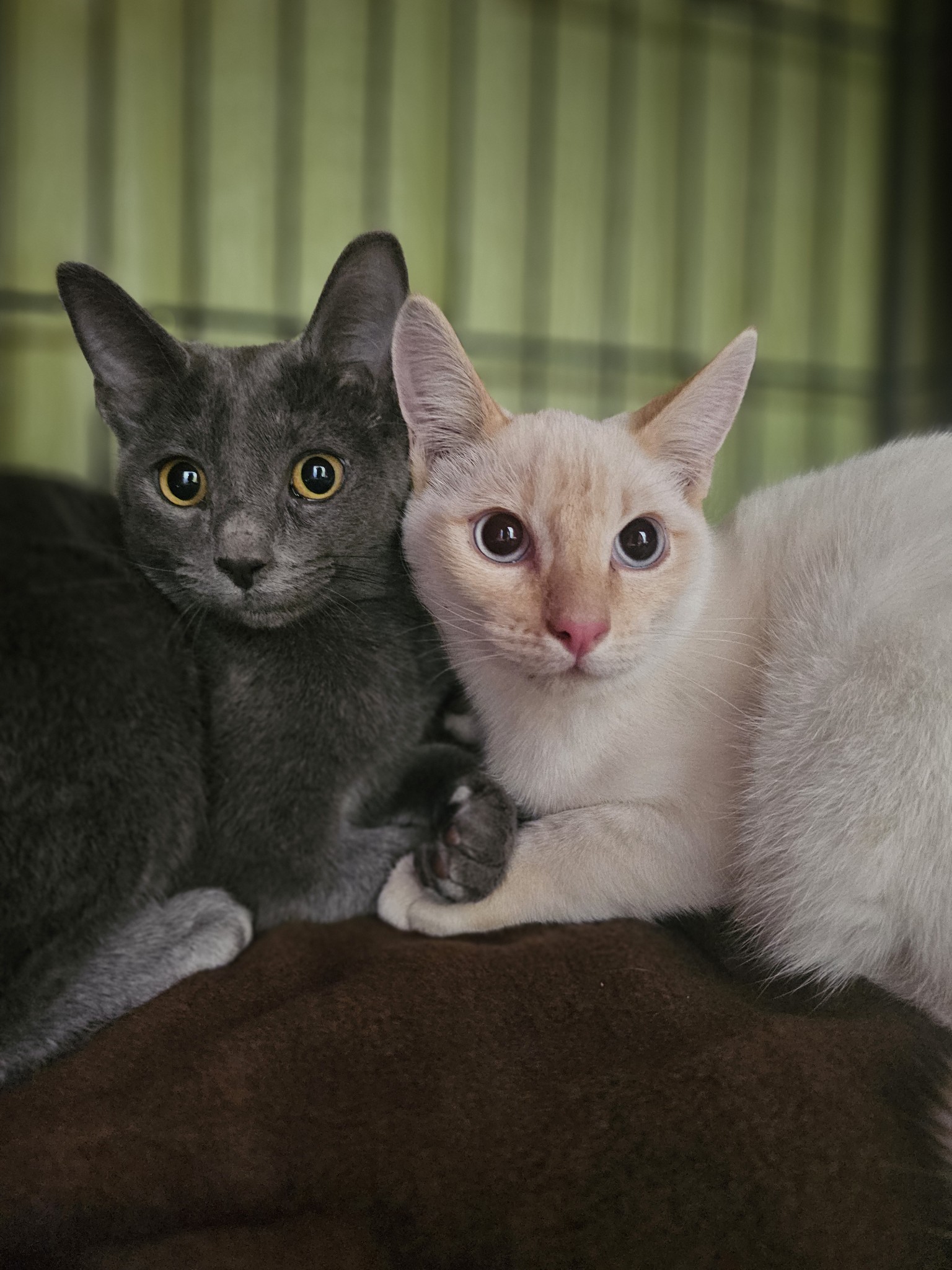 Ashlyn, an adoptable Domestic Short Hair in Twin Falls, ID, 83301 | Photo Image 1