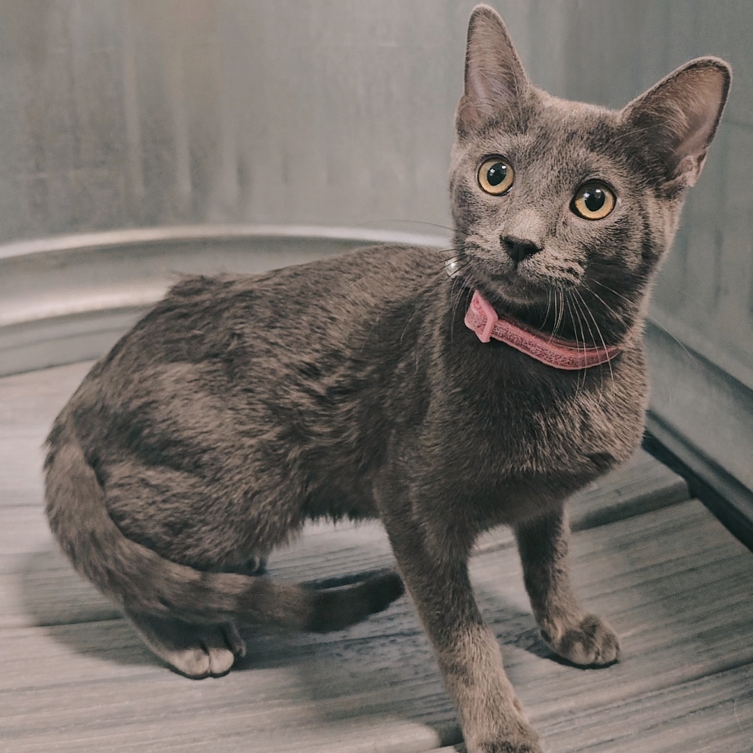 Ashlyn, an adoptable Domestic Short Hair in Twin Falls, ID, 83301 | Photo Image 2