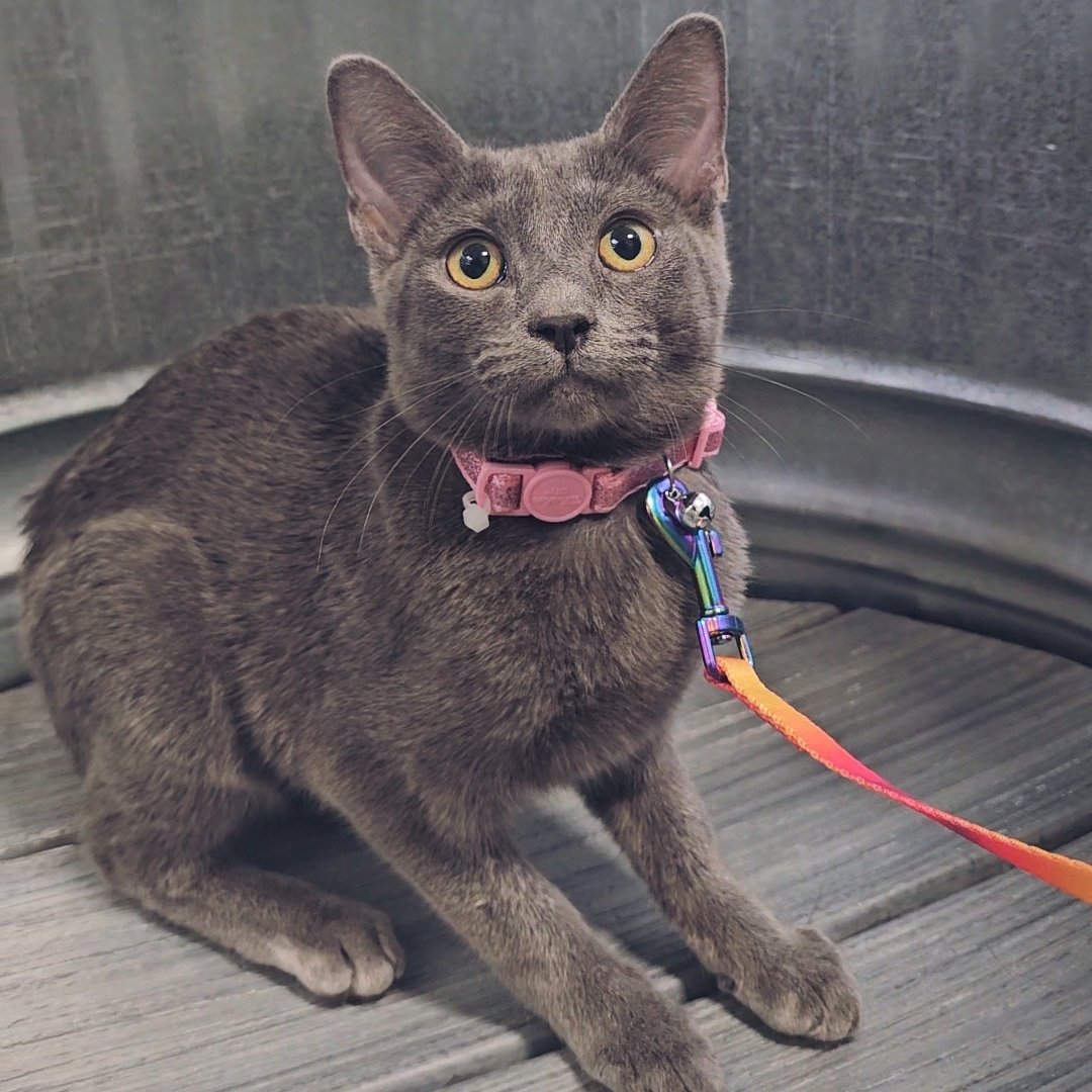 Ashlyn, an adoptable Domestic Short Hair in Twin Falls, ID, 83301 | Photo Image 3