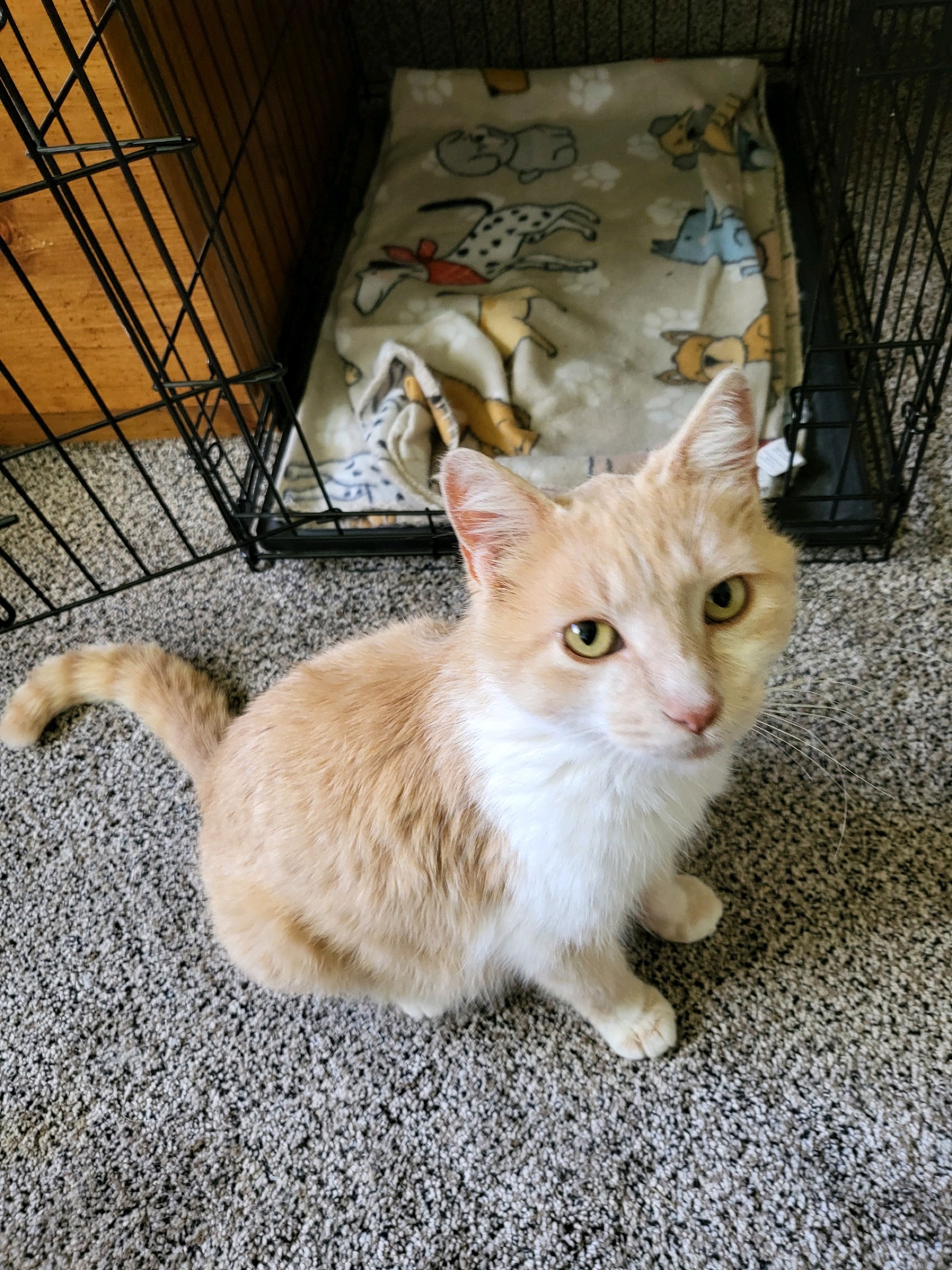 Allie, an adoptable Domestic Short Hair in Twin Falls, ID, 83301 | Photo Image 1