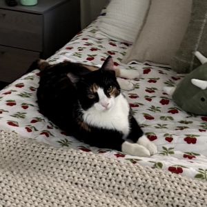 HiIm Valerie I am a sweet but shy girl who is learning to love and trust my foster who basically