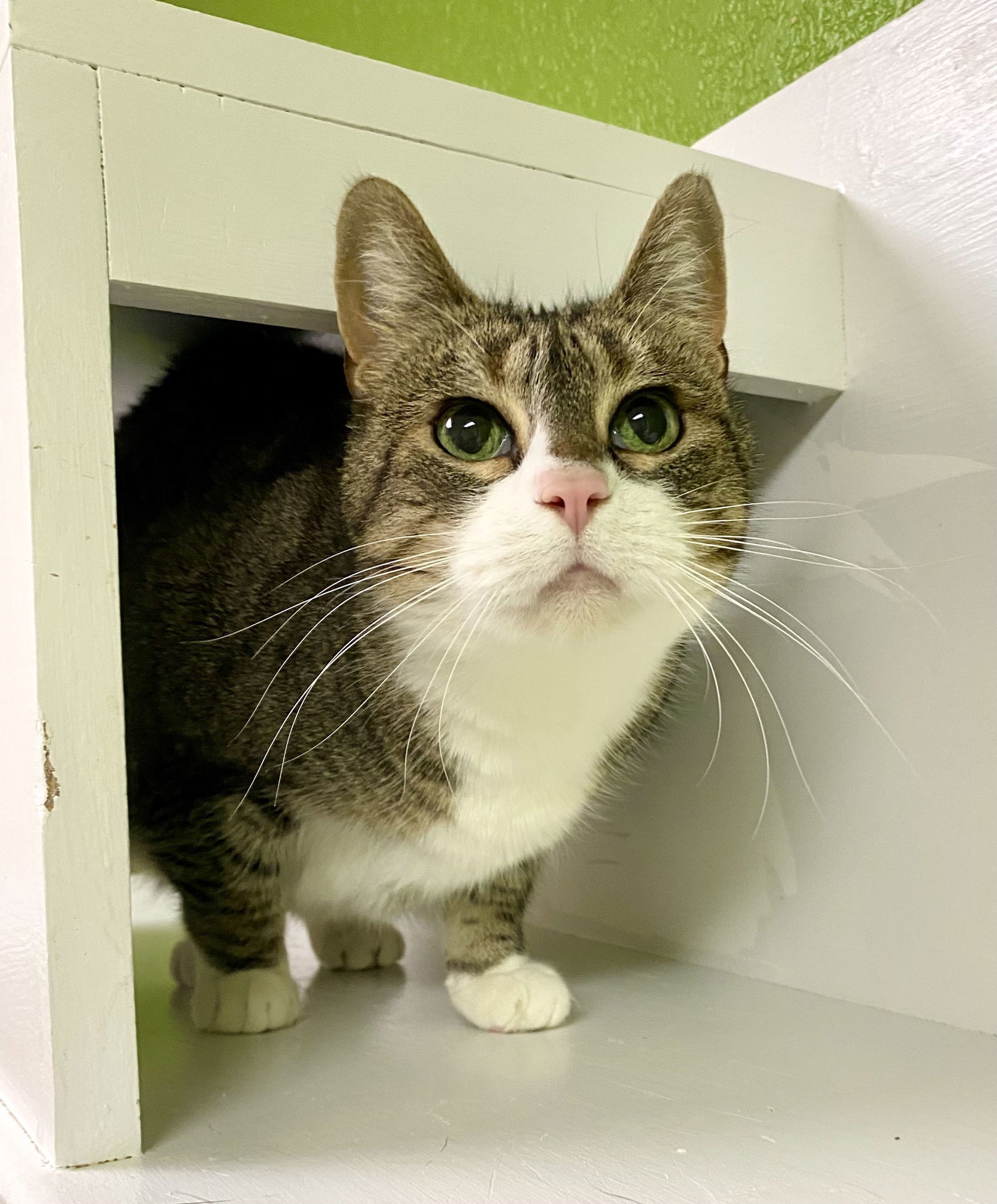 Sofie, an adoptable Domestic Short Hair, Tabby in Fargo, ND, 58103 | Photo Image 1
