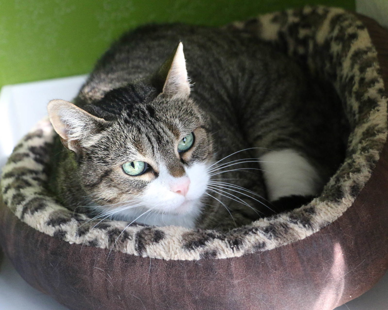 Sofie, an adoptable Domestic Short Hair, Tabby in Fargo, ND, 58103 | Photo Image 2