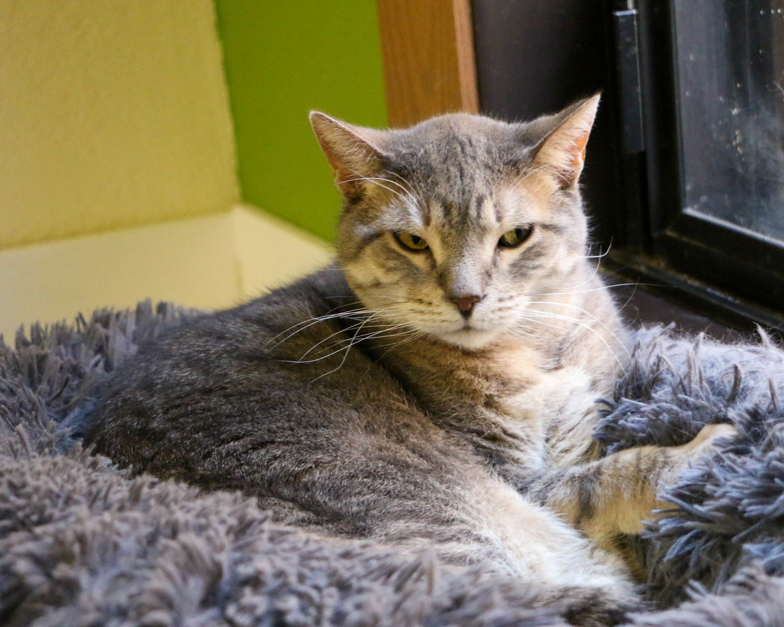 Susanna, an adoptable Domestic Short Hair in Fargo, ND, 58103 | Photo Image 1