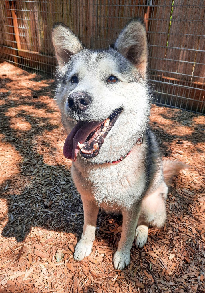 Kala, an adoptable Husky in Sultan, WA, 98294 | Photo Image 1