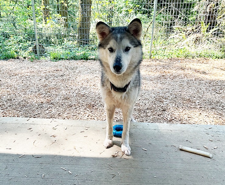 Kala, an adoptable Husky in Sultan, WA, 98294 | Photo Image 2