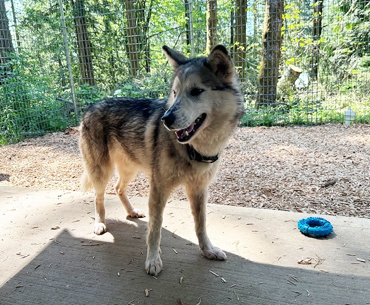 Kala, an adoptable Husky in Sultan, WA, 98294 | Photo Image 3