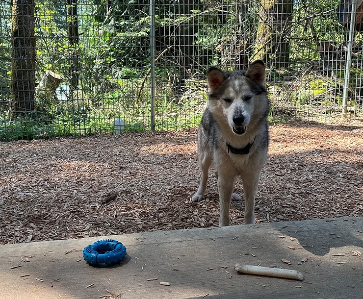 Kala, an adoptable Husky in Sultan, WA, 98294 | Photo Image 4