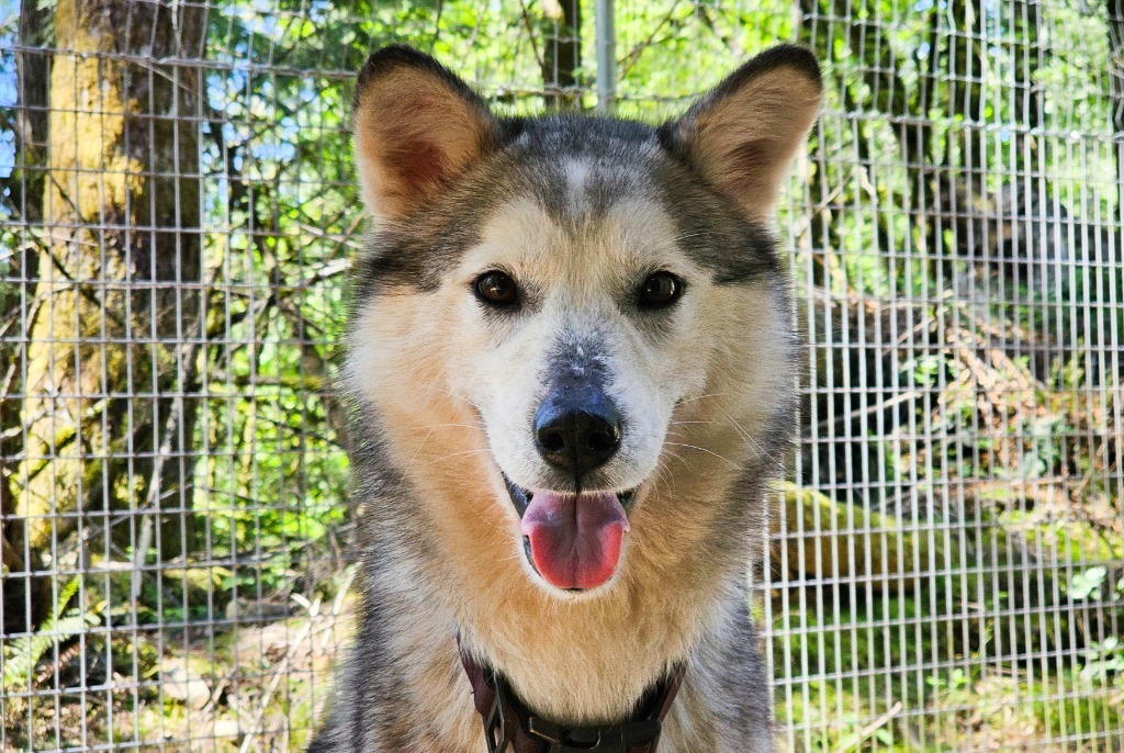 Kala, an adoptable Husky in Sultan, WA, 98294 | Photo Image 5