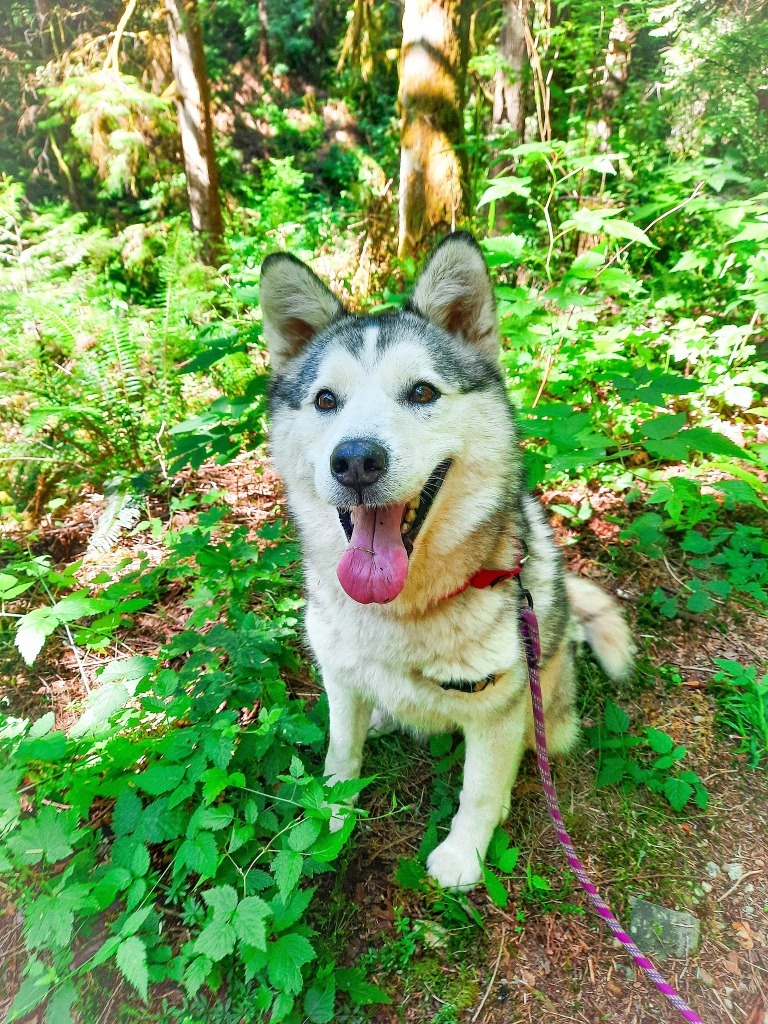 Kala, an adoptable Husky in Sultan, WA, 98294 | Photo Image 6