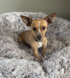 Animal Profile Frittata is a small chihuahua mix who was rescued from a high kill shelter in CA th