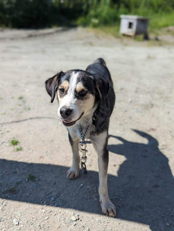 Buster, an adoptable Border Collie in Anchorage, AK, 99503 | Photo Image 1