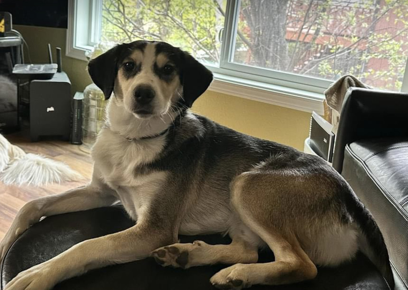 Buster, an adoptable Border Collie in Anchorage, AK, 99503 | Photo Image 2