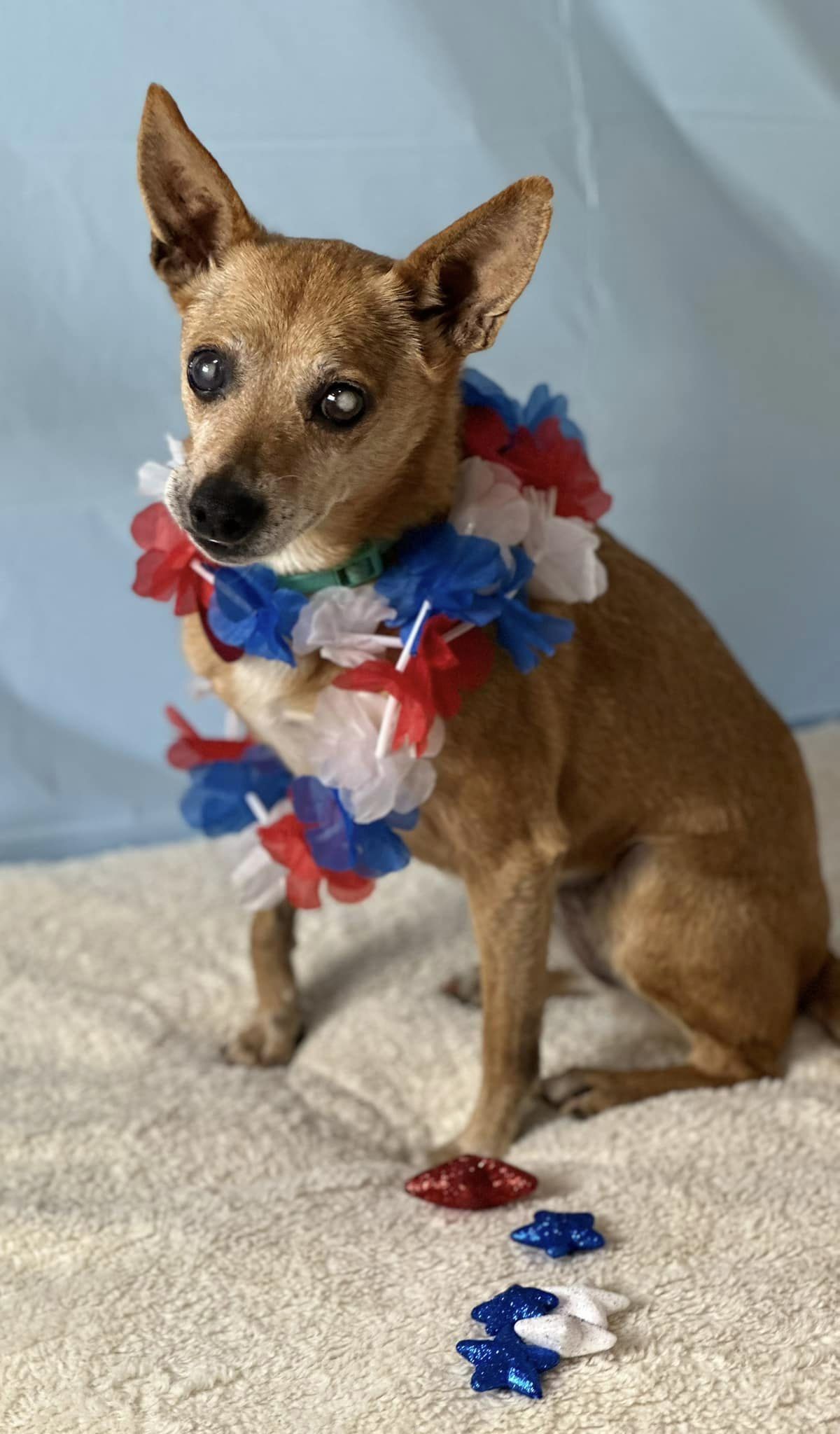 Carly, an adoptable Basenji in New London, WI, 54961 | Photo Image 1