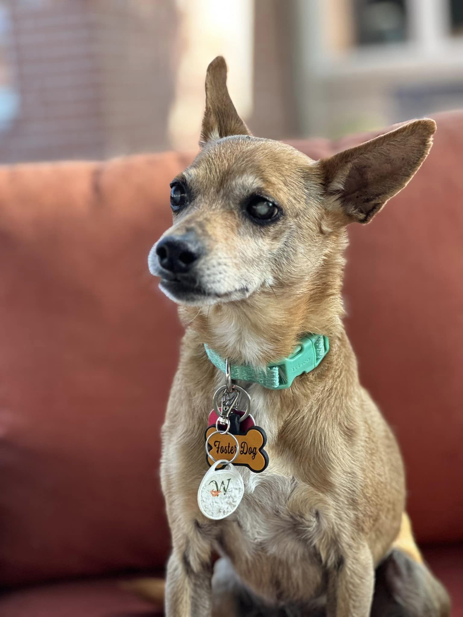 Carly, an adoptable Basenji in New London, WI, 54961 | Photo Image 2