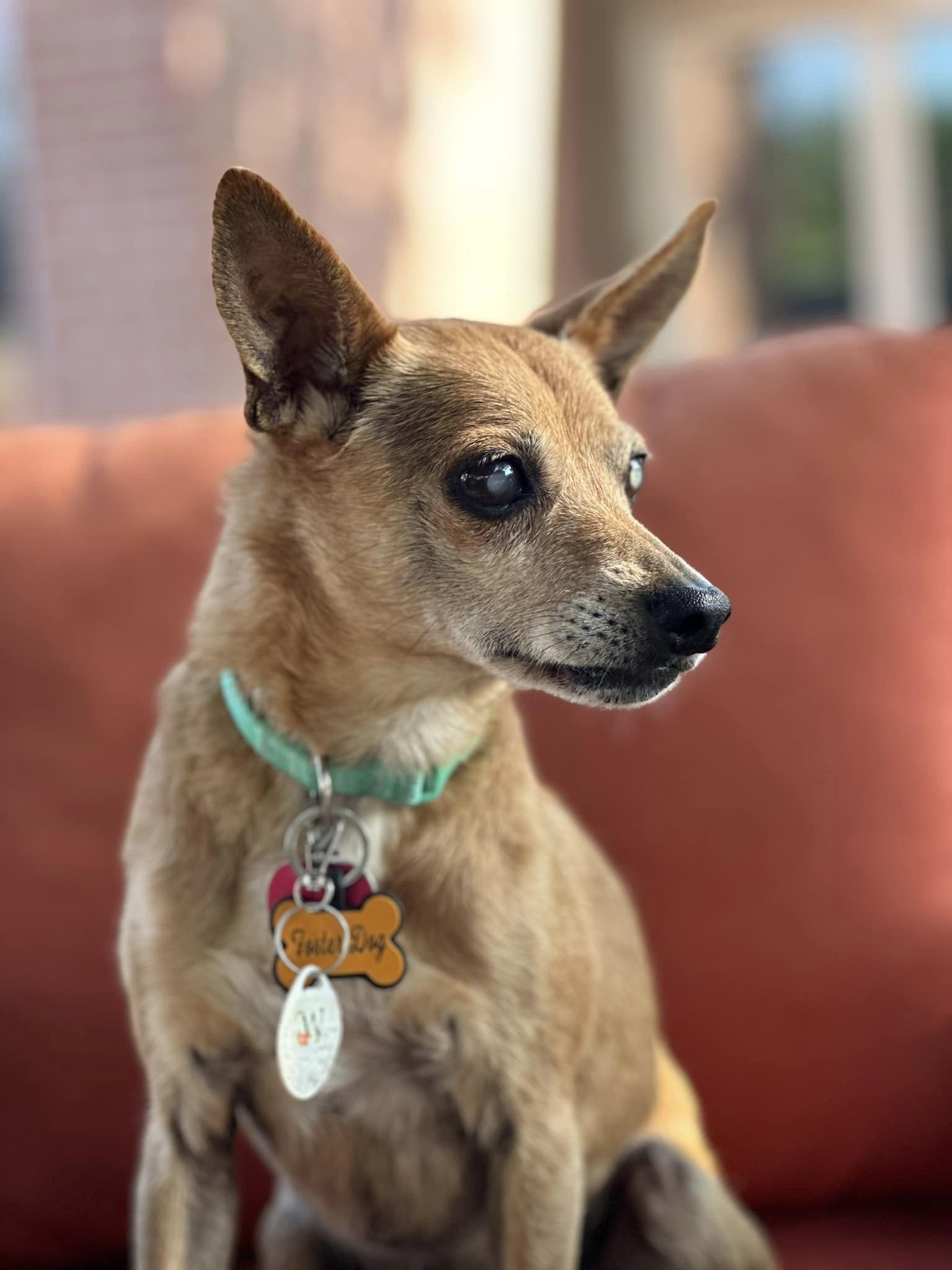 Carly, an adoptable Basenji in New London, WI, 54961 | Photo Image 3