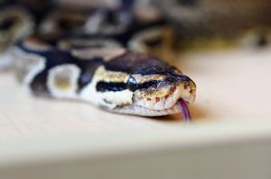 Hey my name is Zorba Im a sweet 11 year old adult male ball python looking for my forever home