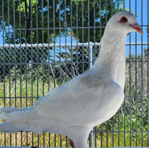 Well hi there my names Sugar Im a sweet adult female King pigeon looking for my forever roost I