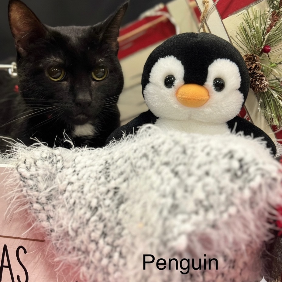 Penguin, an adoptable Domestic Short Hair in Spring Hill, KS, 66083 | Photo Image 1