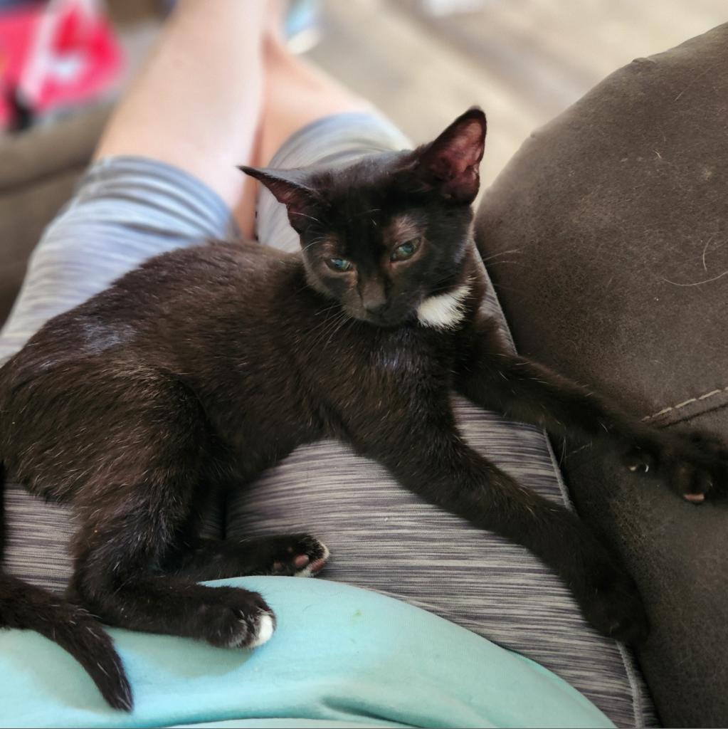 Penguin, an adoptable Domestic Short Hair in Spring Hill, KS, 66083 | Photo Image 2