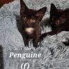 Penguin photo 3