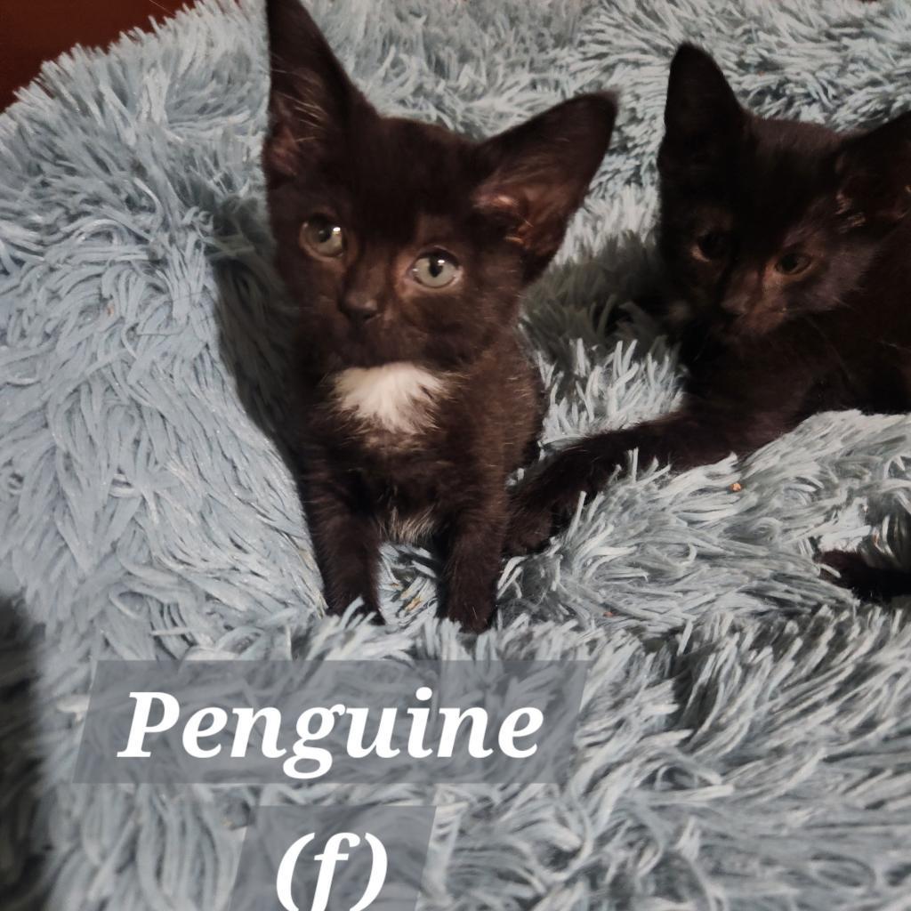 Penguin, an adoptable Domestic Short Hair in Spring Hill, KS, 66083 | Photo Image 3