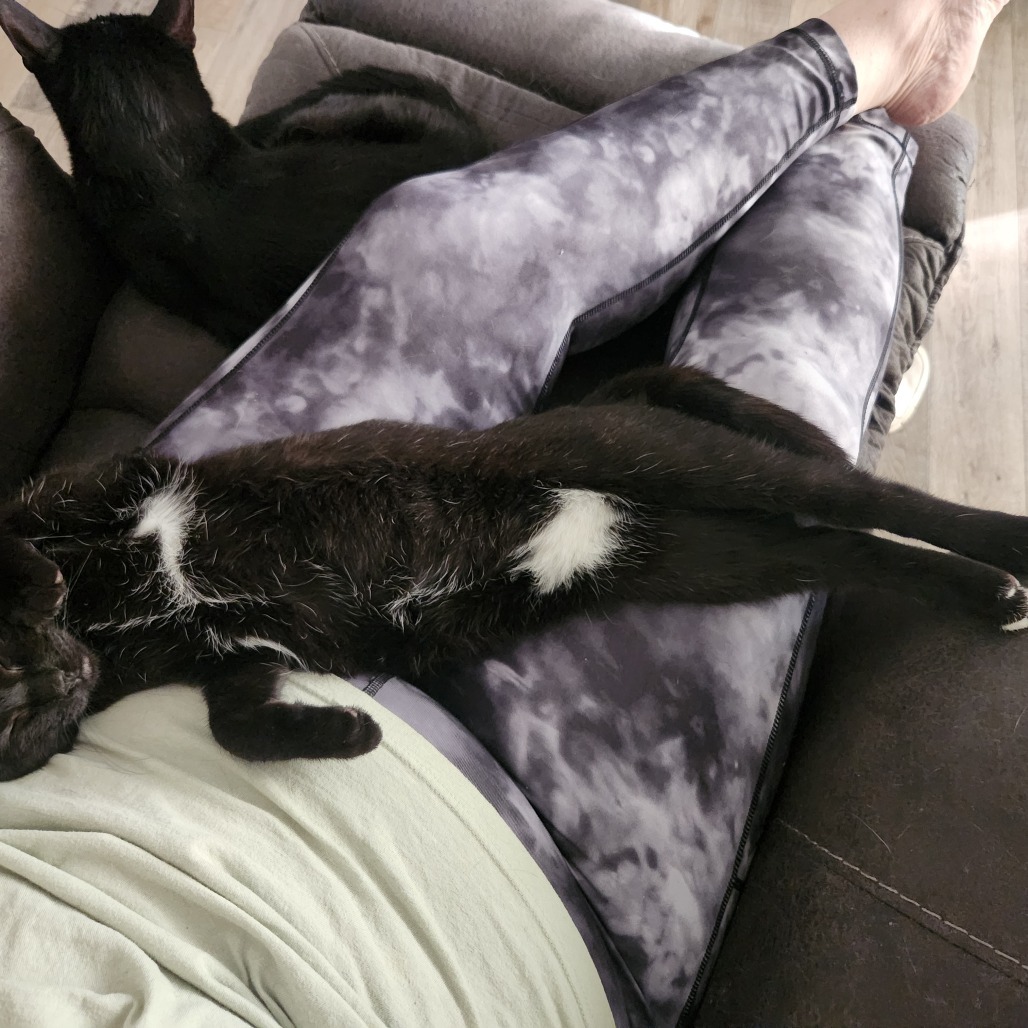 Penguin, an adoptable Domestic Short Hair in Spring Hill, KS, 66083 | Photo Image 4