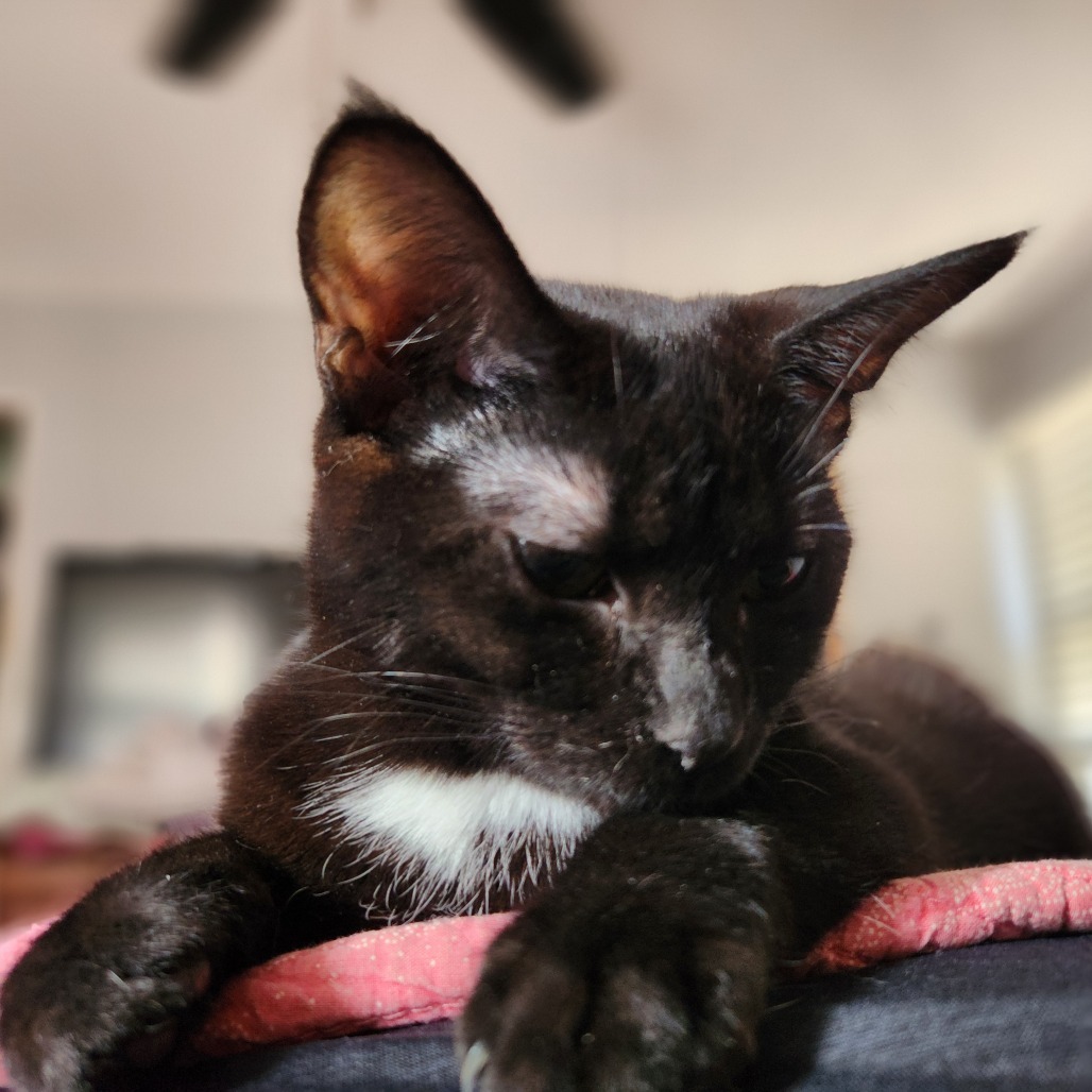 Penguin, an adoptable Domestic Short Hair in Spring Hill, KS, 66083 | Photo Image 4