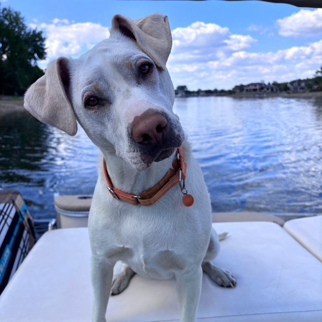 ZZ, an adoptable Yellow Labrador Retriever, Pit Bull Terrier in Bismarck, ND, 58507 | Photo Image 1