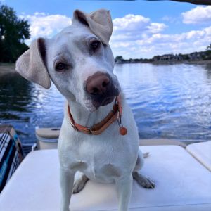 ZZ, Adult Male Yellow Labrador Retriever