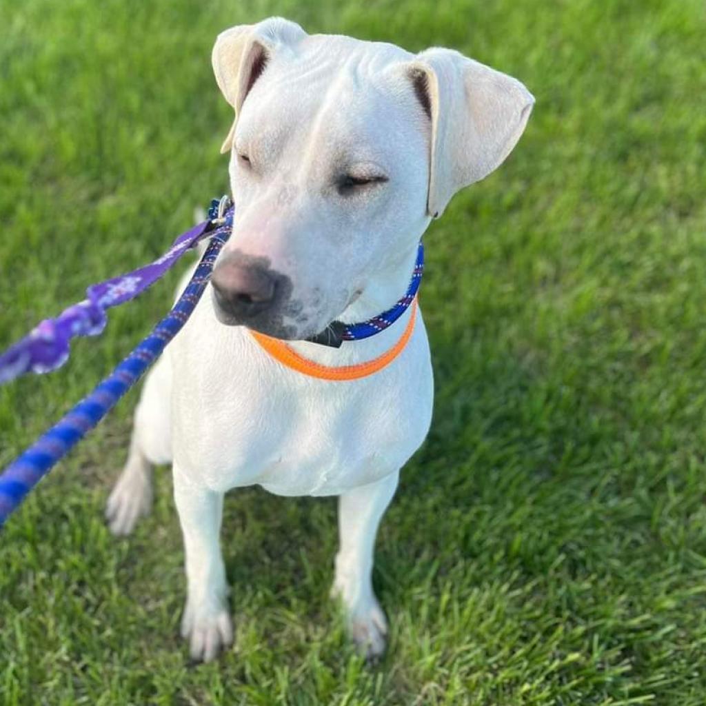 ZZ, an adoptable Yellow Labrador Retriever, Pit Bull Terrier in Bismarck, ND, 58507 | Photo Image 2