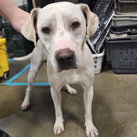 ZZ, an adoptable Yellow Labrador Retriever, Pit Bull Terrier in Bismarck, ND, 58507 | Photo Image 2