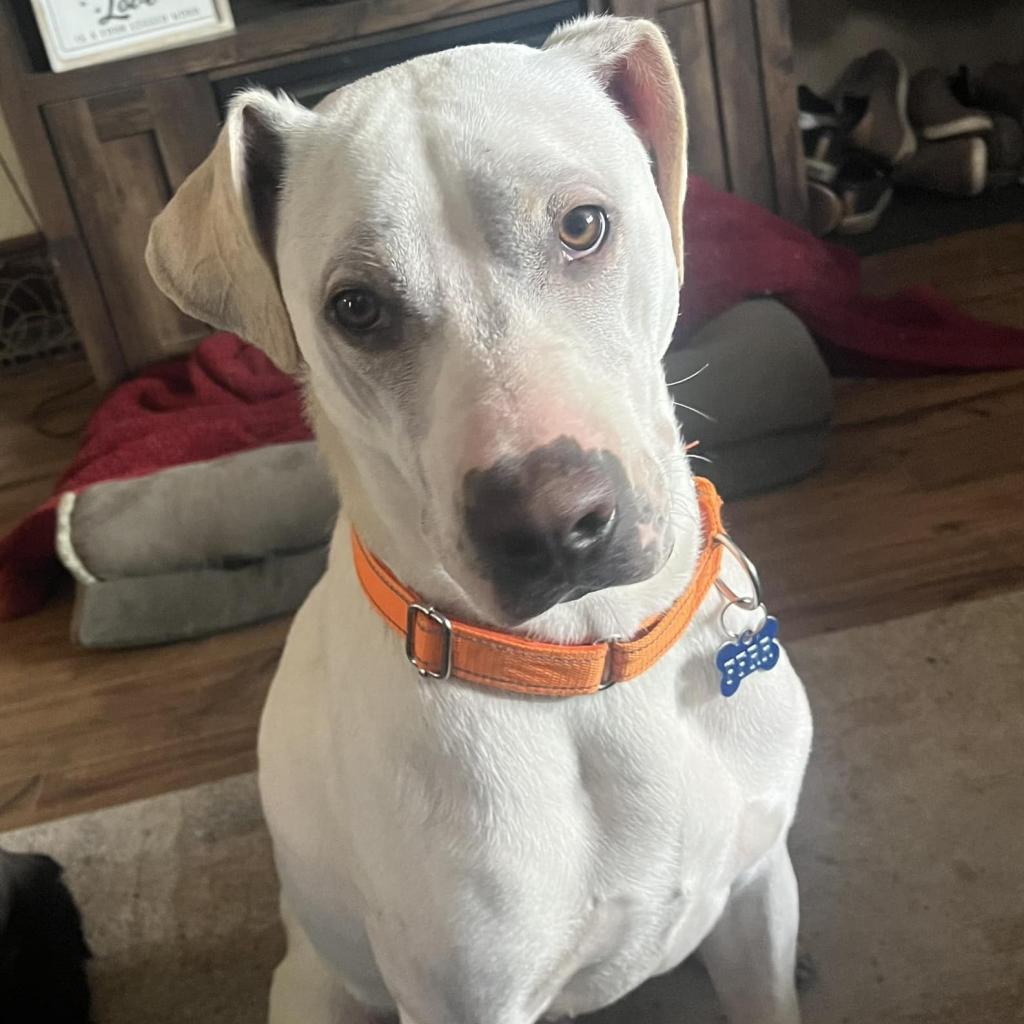ZZ, an adoptable Yellow Labrador Retriever, Pit Bull Terrier in Bismarck, ND, 58507 | Photo Image 2