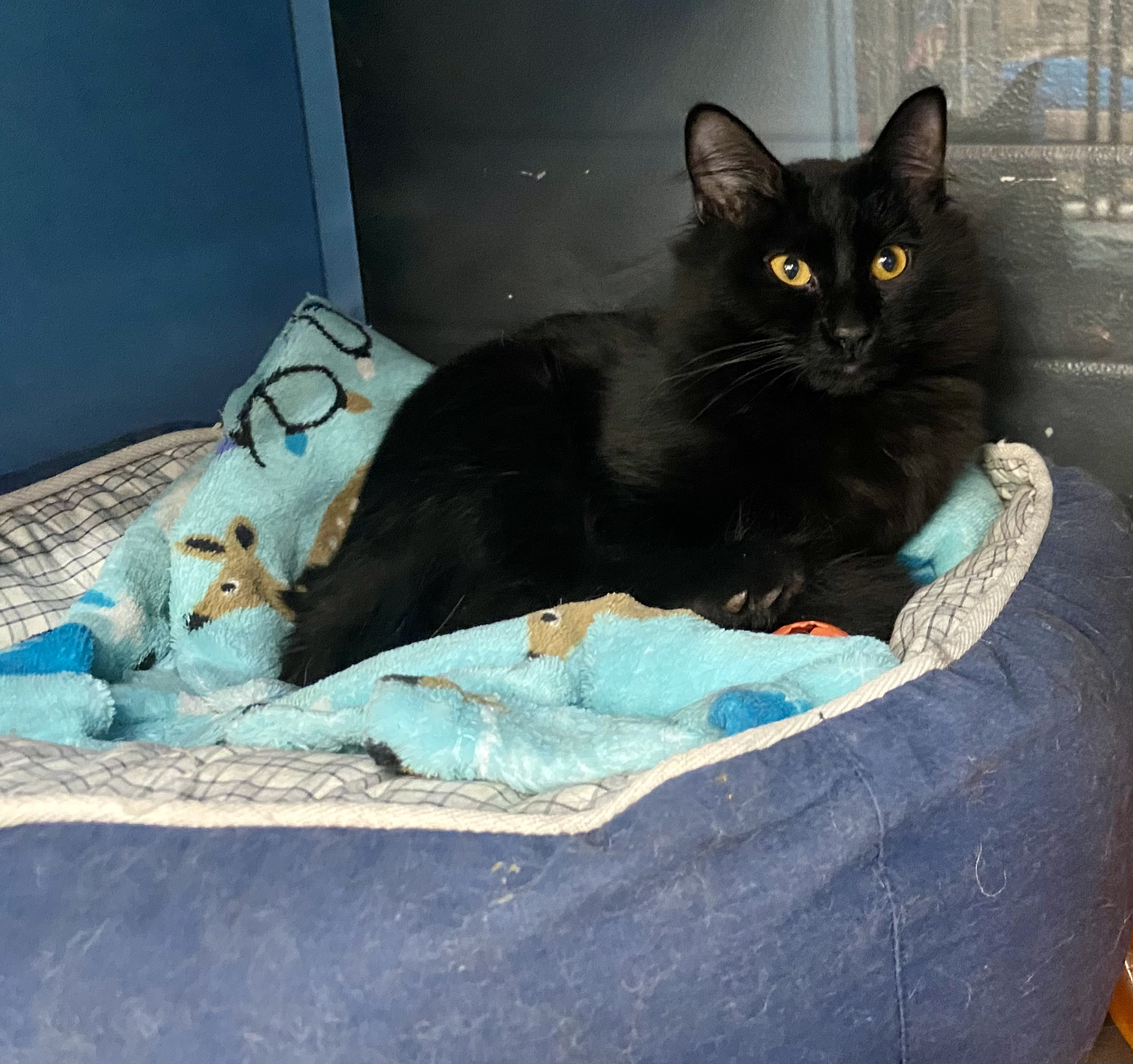 Bagheera, an adoptable Domestic Medium Hair in Wasilla, AK, 99654 | Photo Image 1