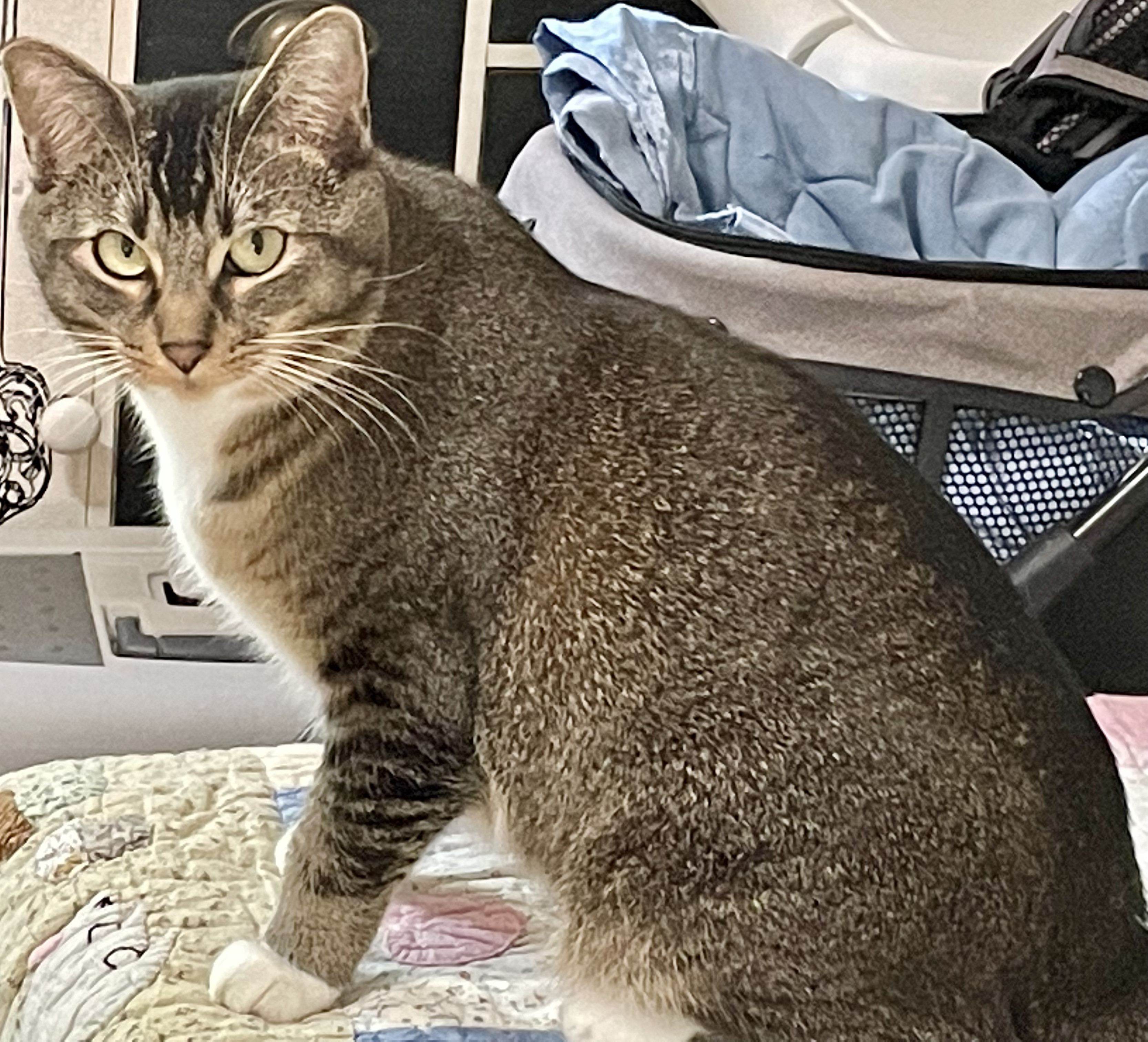 Squirrel (Bonie), an adoptable Domestic Short Hair in Wasilla, AK, 99654 | Photo Image 1