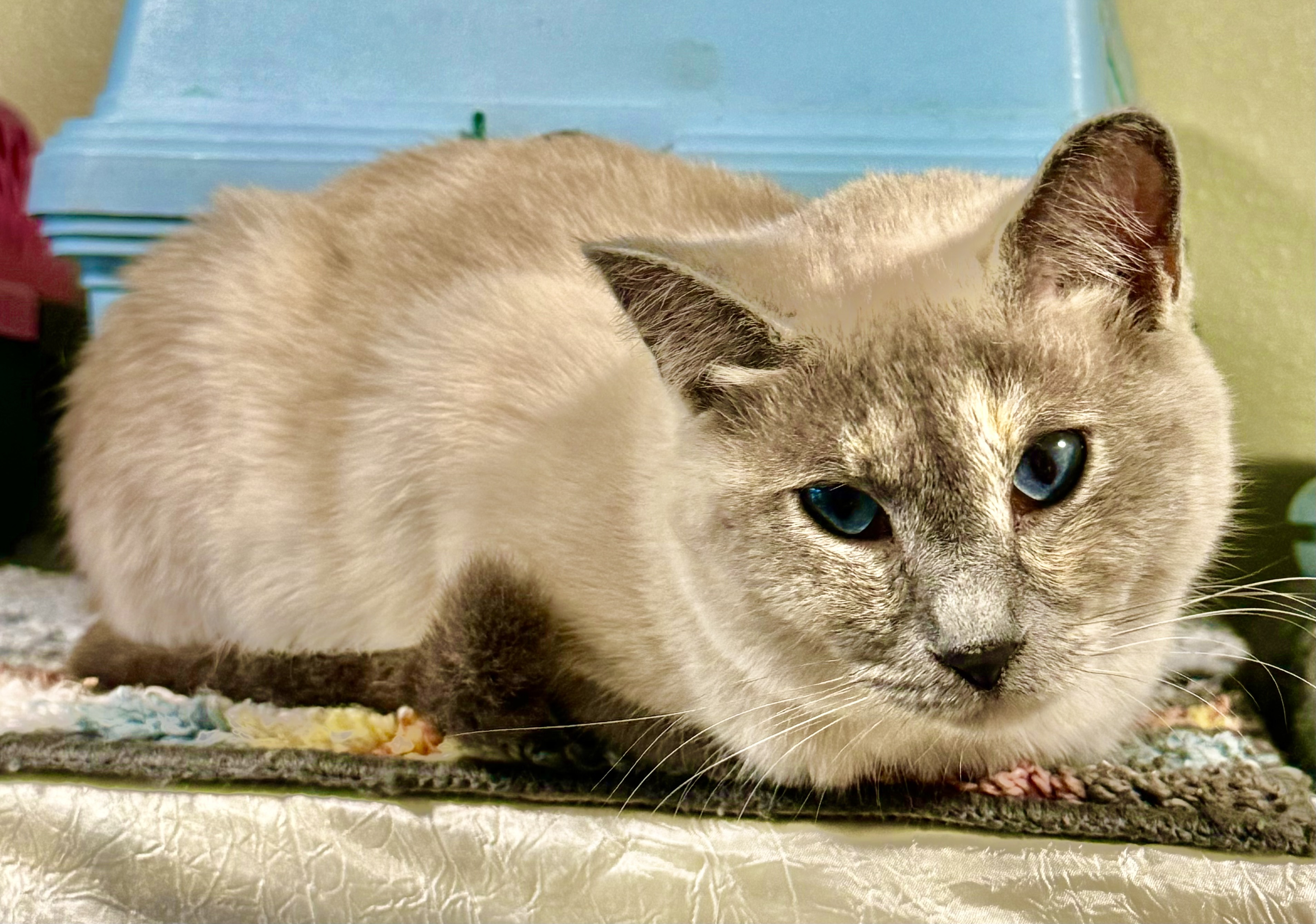 Opal, an adoptable Domestic Short Hair in Wasilla, AK, 99654 | Photo Image 2