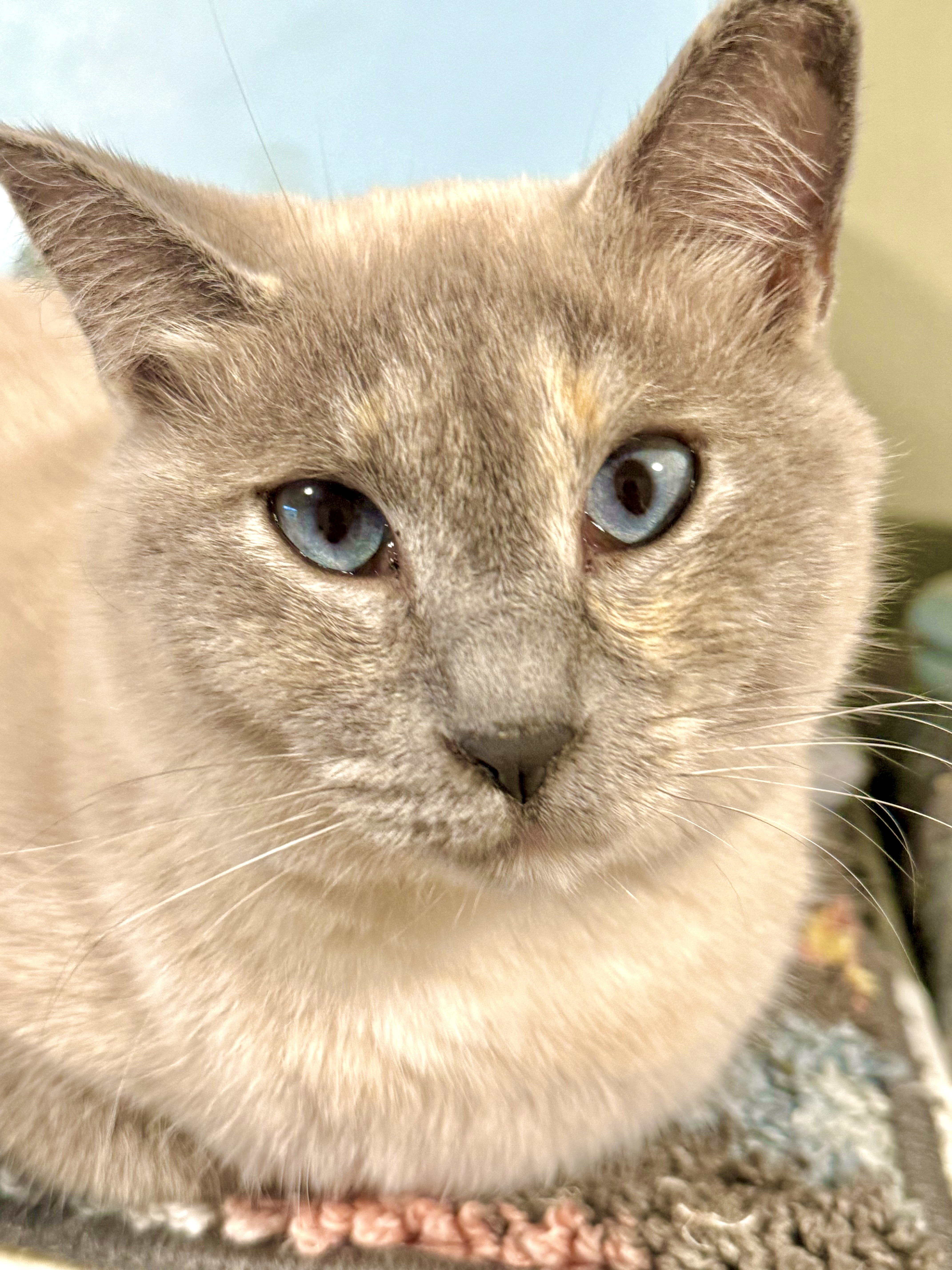 Opal, an adoptable Domestic Short Hair in Wasilla, AK, 99654 | Photo Image 3