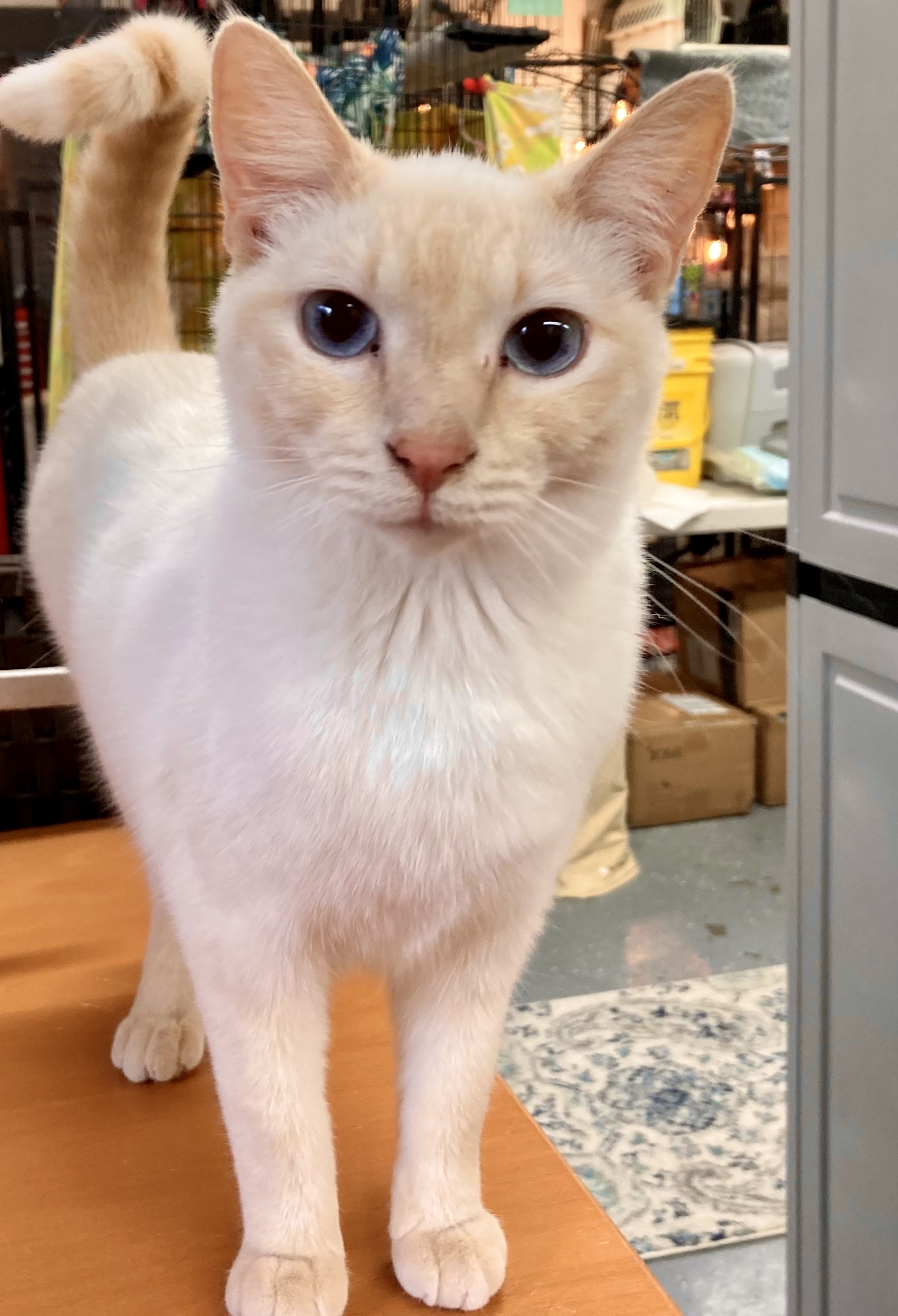 Azurite, an adoptable Domestic Short Hair in Wasilla, AK, 99654 | Photo Image 2