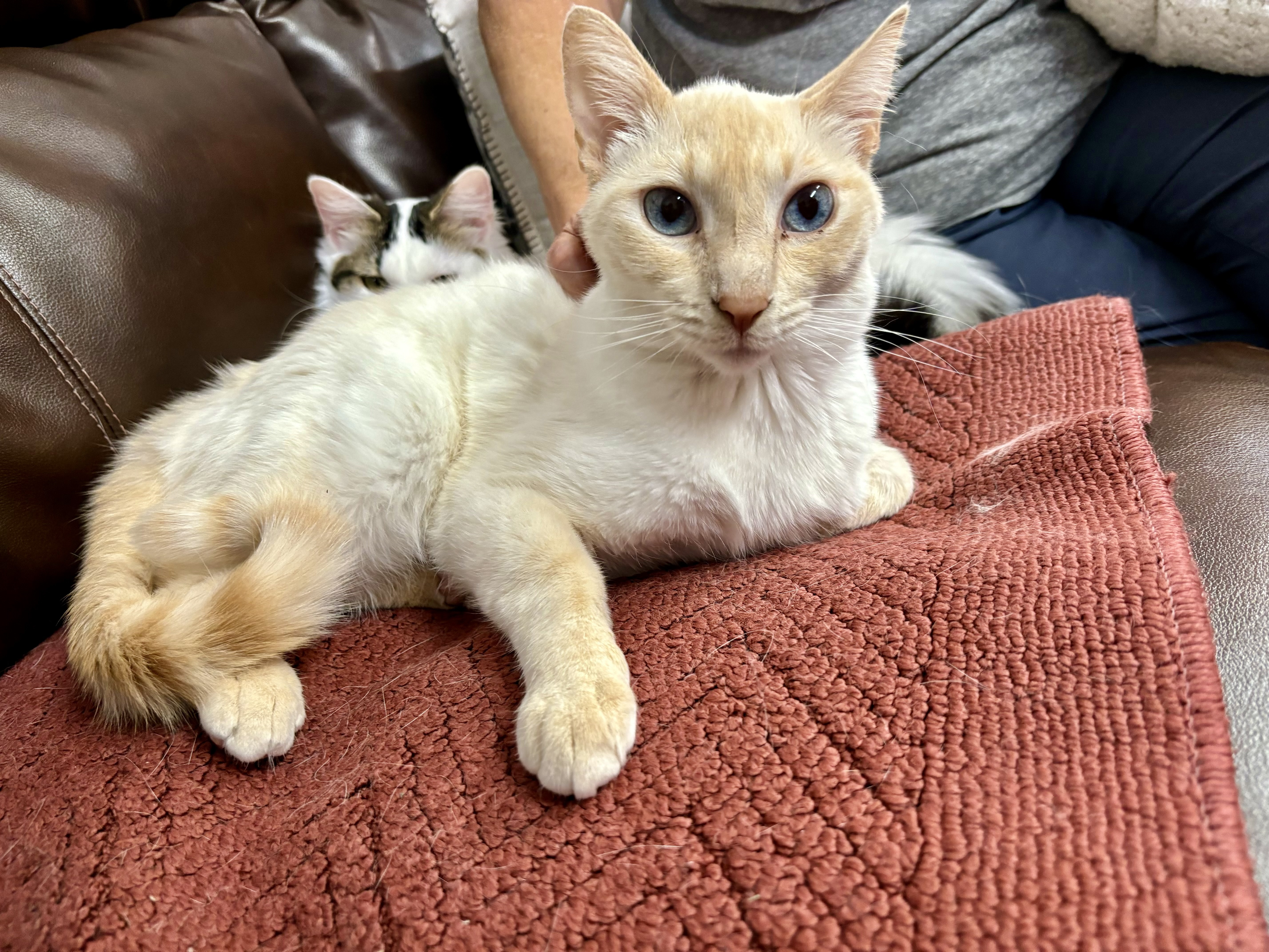 Azurite, an adoptable Domestic Short Hair in Wasilla, AK, 99654 | Photo Image 3