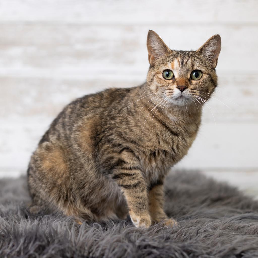 Luna Bella, an adoptable Domestic Medium Hair in St. Paul, MN, 55119 | Photo Image 1