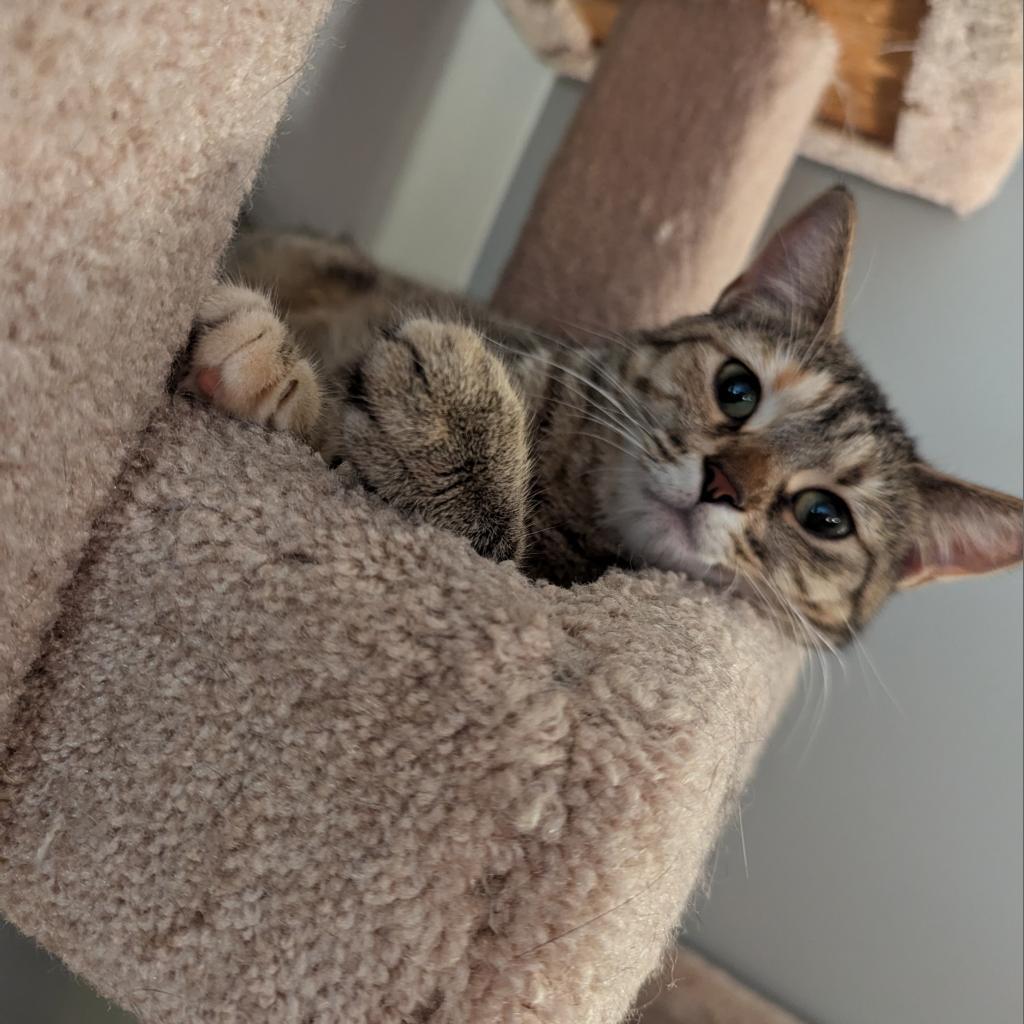 Luna Bella, an adoptable Domestic Medium Hair in St. Paul, MN, 55119 | Photo Image 4