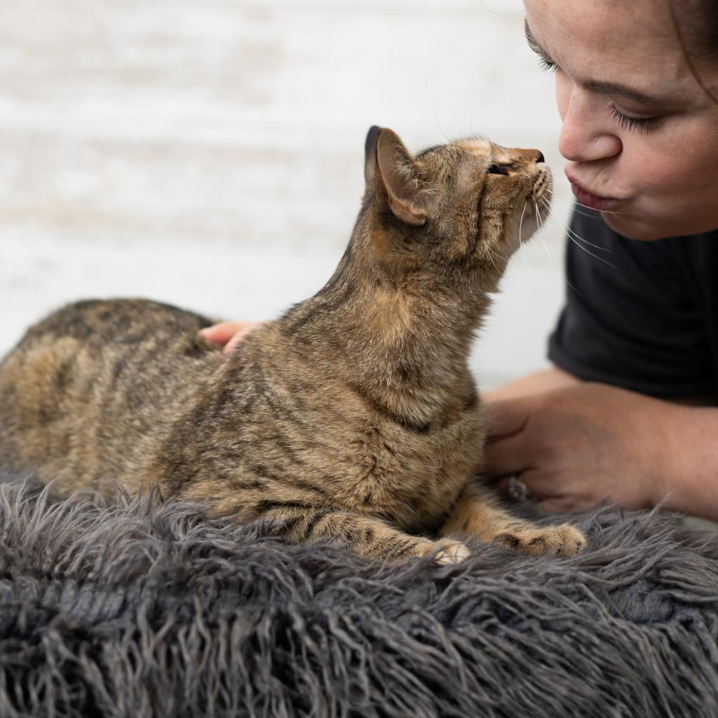 Luna Bella, an adoptable Domestic Medium Hair in St. Paul, MN, 55119 | Photo Image 6