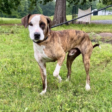 Red, an adoptable Boxer, Hound in Fargo, ND, 58102 | Photo Image 1