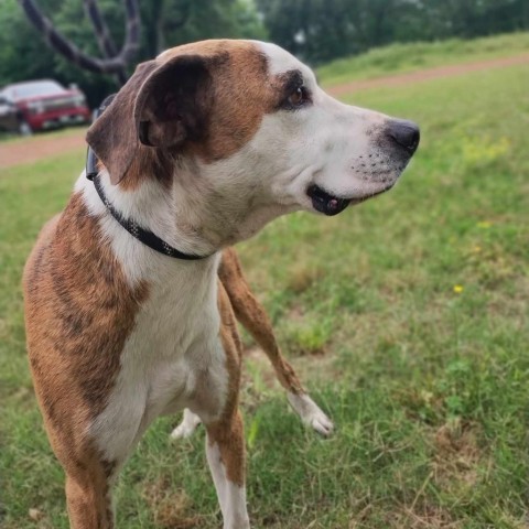 Red, an adoptable Boxer, Hound in Fargo, ND, 58102 | Photo Image 4